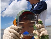 自由研究テーマは「沖縄の海の生き物」