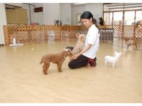 自由研究テーマは「ペット」7月開催日程を追加致しました。